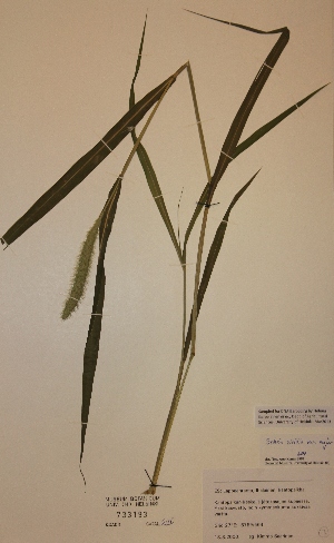  (Setaria viridis var. major - H733193)  @11 [ ] Unspecified (default): All Rights Reserved  Unspecified Unspecified