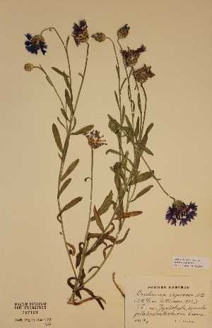  (Centaurea depressa - H757169)  @11 [ ] Unspecified (default): All Rights Reserved  Unspecified Unspecified