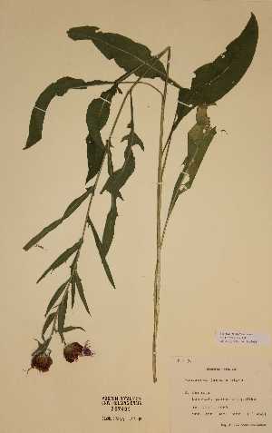  (Centaurea jacea x nigra - H757406)  @11 [ ] Unspecified (default): All Rights Reserved  Unspecified Unspecified