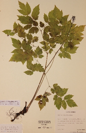  (Actaea rubra - H797705)  @11 [ ] Unspecified (default): All Rights Reserved  Unspecified Unspecified