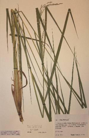  (Scolochloa - H811205)  @11 [ ] Unspecified (default): All Rights Reserved  Unspecified Unspecified