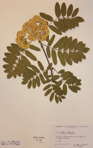  (Sorbus aucuparia ssp. aucuparia var.heteromoropha - H818966)  @11 [ ] Unspecified (default): All Rights Reserved  Unspecified Unspecified