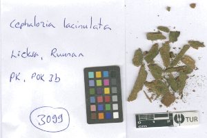  (Cephalozia lacinulata - TUR126595)  @11 [ ] CreativeCommons, Attribution Share-Alike 4.0 (2021) Unspecified University of Turku, Herbarium