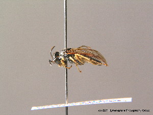  ( - BC ZSM HYM 07156)  @12 [ ] CreativeCommons - Attribution Non-Commercial Share-Alike (2010) Stefan Schmidt SNSB, Zoologische Staatssammlung Muenchen