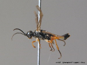  ( - BC ZSM HYM 11418)  @12 [ ] CreativeCommons - Attribution Non-Commercial Share-Alike (2010) Stefan Schmidt SNSB, Zoologische Staatssammlung Muenchen