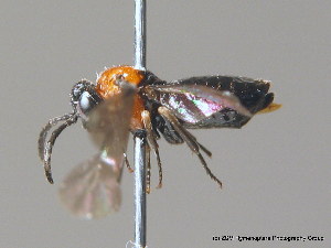  ( - BC ZSM HYM 11494)  @12 [ ] CreativeCommons - Attribution Non-Commercial Share-Alike (2010) Stefan Schmidt SNSB, Zoologische Staatssammlung Muenchen