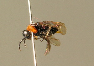  ( - BC ZSM HYM 01199)  @13 [ ] CreativeCommons - Attribution Non-Commercial Share-Alike (2010) Stefan Schmidt SNSB, Zoologische Staatssammlung Muenchen