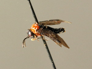  ( - BC ZSM HYM 04152)  @12 [ ] CreativeCommons - Attribution Non-Commercial Share-Alike (2010) Stefan Schmidt SNSB, Zoologische Staatssammlung Muenchen