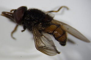  ( - DIP 02773)  @12 [ ] CreativeCommons - Attribution Non-Commercial Share-Alike (2015) SNSB, Zoologische Staatssammlung Muenchen SNSB, Zoologische Staatssammlung Muenchen