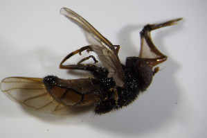  ( - DIP 02774)  @12 [ ] CreativeCommons - Attribution Non-Commercial Share-Alike (2015) SNSB, Zoologische Staatssammlung Muenchen SNSB, Zoologische Staatssammlung Muenchen