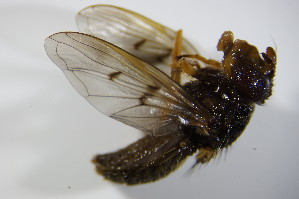  ( - DIP 02785)  @12 [ ] CreativeCommons - Attribution Non-Commercial Share-Alike (2015) SNSB, Zoologische Staatssammlung Muenchen SNSB, Zoologische Staatssammlung Muenchen