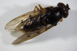  ( - DIP 02786)  @12 [ ] CreativeCommons - Attribution Non-Commercial Share-Alike (2015) SNSB, Zoologische Staatssammlung Muenchen SNSB, Zoologische Staatssammlung Muenchen