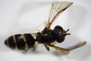  (Xanthogramma dives - DIP_02910)  @13 [ ] CreativeCommons - Attribution Non-Commercial Share-Alike (2015) SNSB, Zoologische Staatssammlung Muenchen SNSB, Zoologische Staatssammlung Muenchen