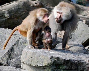  ( - GBOL13278)  @11 [ ] CreativeCommons - Attribution Non-Commercial Share-Alike (2015) SNSB, Zoologische Staatssammlung Muenchen SNSB, Zoologische Staatssammlung Muenchen
