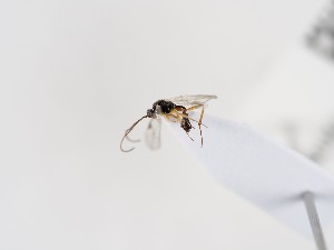  (Aclastus pilosus - NHMUK010636685)  @11 [ ] CreativeCommons Attribution (by)  The Trustees of the Natural History Museum, London Natural History Museum, London