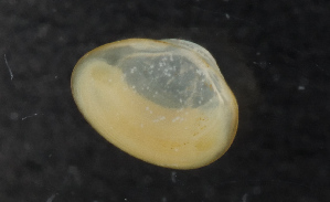  ( - NHMUK013269555)  @11 [ ] Unspecified (default): All Rights Reserved  Ben W Price Natural History Museum, London
