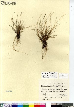  (Puccinellia tenella ssp tenella - Petrovsky_8_IX_1955)  @11 [ ] Copyright (2012) Canadian Museum of Nature Canadian Museum of Nature