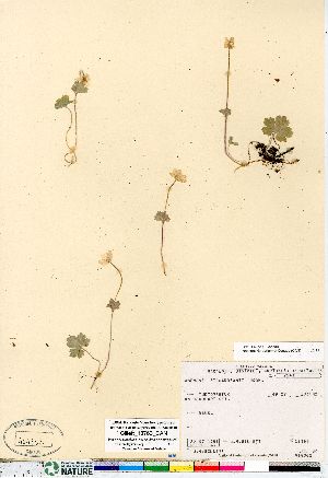  (Anemone richardsonii - Gillett_18763_CAN)  @11 [ ] Copyright (2011) Canadian Museum of Nature Canadian Museum of Nature