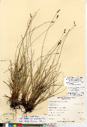  (Carex glareosa ssp glareosa - Gillett_18767_CAN)  @11 [ ] Copyright (2011) Canadian Museum of Nature Canadian Museum of Nature