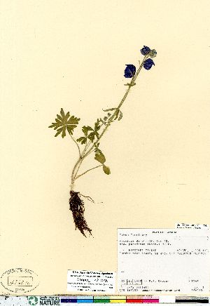  (Aconitum delphiniifolium - Cooper_1142_CAN)  @11 [ ] Copyright (2011) Canadian Museum of Nature Canadian Museum of Nature