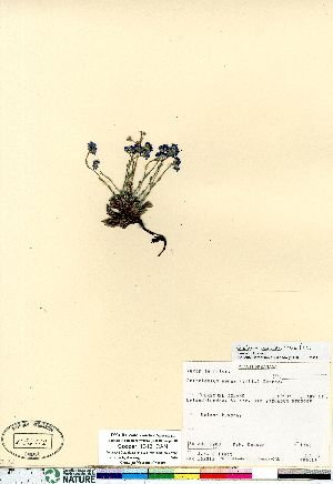  (Eritrichium aretioides - Cooper_1343_CAN)  @11 [ ] Copyright (2011) Canadian Museum of Nature Canadian Museum of Nature