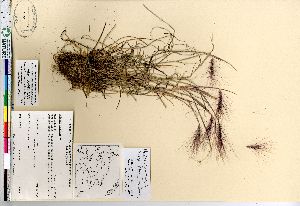  (Hordeum jubatum ssp intermedium - Aiken_86-445_CAN)  @11 [ ] Copyright (2011) Canadian Museum of Nature Canadian Museum of Nature