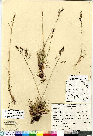  (Deschampsia sukatschewii - Aiken_86-491_CAN)  @11 [ ] Copyright (2011) Canadian Museum of Nature Canadian Museum of Nature