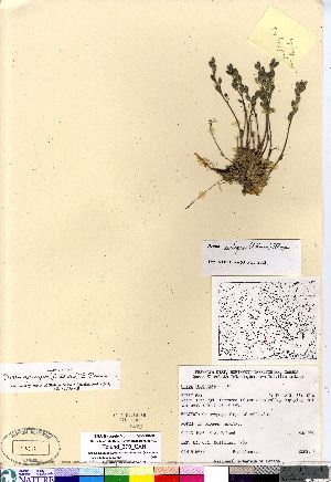  (Draba arctogena - Edlund_370_CAN)  @11 [ ] Copyright (2011) Canadian Museum of Nature Canadian Museum of Nature