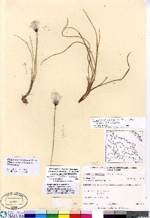  (Eriophorum chamissonis - Jacobs_sn_CAN519575)  @11 [ ] Copyright (2011) Canadian Museum of Nature Canadian Museum of Nature