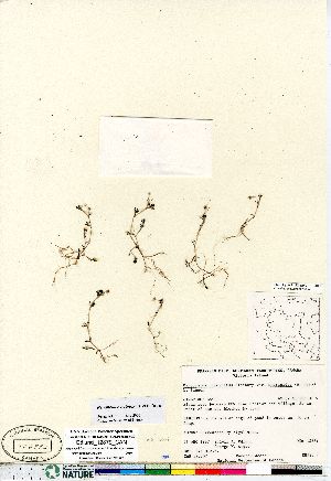  (Ranunculus subrigidus - Edlund_12879_CAN)  @11 [ ] Copyright (2011) Canadian Museum of Nature Canadian Museum of Nature