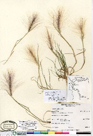  (Hordeum jubatum ssp jubatum - Aiken_87-221_CAN)  @11 [ ] Copyright (2011) Canadian Museum of Nature Canadian Museum of Nature