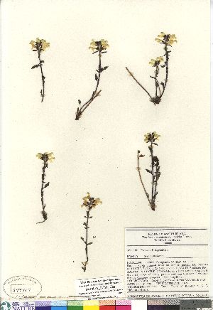  (Pedicularis lapponica - Brunton_9751_Can)  @11 [ ] Copyright (2011) Canadian Museum of Nature Canadian Museum of Nature