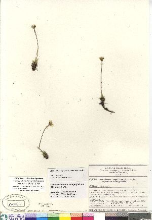  ( - Brunton_9918_CAN)  @11 [ ] Copyright (2011) Canadian Museum of Nature Canadian Museum of Nature