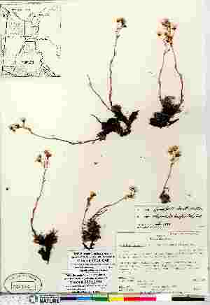  (Saxifraga bronchialis - Consaul_850b_CAN)  @11 [ ] Copyright (2011) Canadian Museum of Nature Canadian Museum of Nature