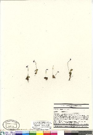  (Pinguicula villosa - Brunton_10495_CAN)  @11 [ ] Copyright (2011) Canadian Museum of Nature Canadian Museum of Nature