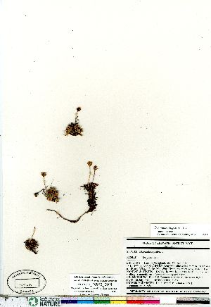  ( - Brunton_10573_CAN)  @11 [ ] Copyright (2011) Canadian Museum of Nature Canadian Museum of Nature