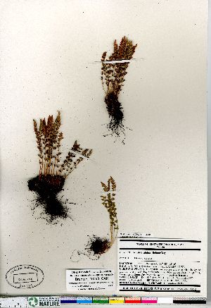  (Woodsia alpina - Brunton_10593_CAN)  @12 [ ] Copyright (2011) Canadian Museum of Nature Canadian Museum of Nature