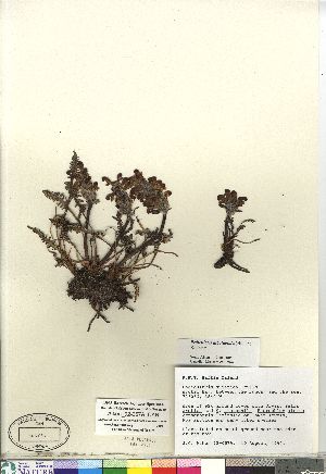  (Pedicularis albolabiata - Aiken_92-057A_CAN)  @11 [ ] Copyright (2011) Canadian Museum of Nature Canadian Museum of Nature