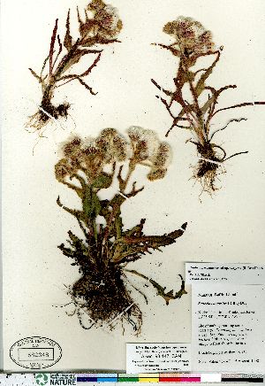  (Tephroseris palustris - Aiken_98-147_CAN)  @11 [ ] Copyright (2011) Canadian Museum of Nature Canadian Museum of Nature
