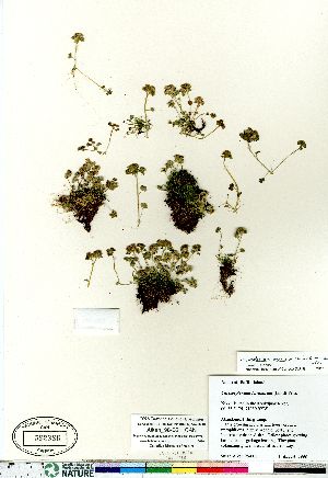  (Chrysosplenium tetrandrum - Aiken_98-061_CAN)  @11 [ ] Copyright (2011) Canadian Museum of Nature Canadian Museum of Nature