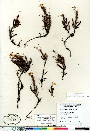  (Cassiope tetragona - Aiken_99-049_CAN)  @11 [ ] Copyright (2011) Canadian Museum of Nature Canadian Museum of Nature