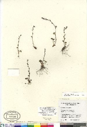  (Saxifraga cernua - Aiken_99-216_CAN)  @11 [ ] Copyright (2011) Canadian Museum of Nature Canadian Museum of Nature