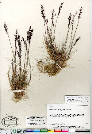  (Puccinellia arctica - Murray_10010_CAN)  @11 [ ] Copyright (2011) Canadian Museum of Nature Canadian Museum of Nature