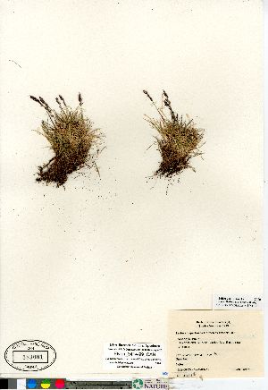 (Festuca hyperborea - Elven_3414-99_CAN)  @11 [ ] Copyright (2011) Canadian Museum of Nature Canadian Museum of Nature