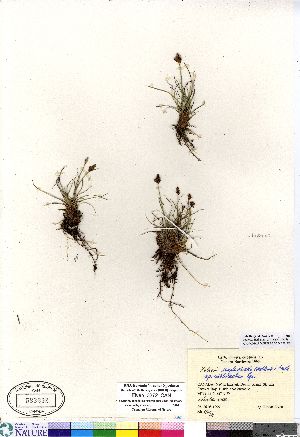  (Kobresia simpliciuscula - Elven_3272_CAN)  @11 [ ] Copyright (2011) Canadian Museum of Nature Canadian Museum of Nature