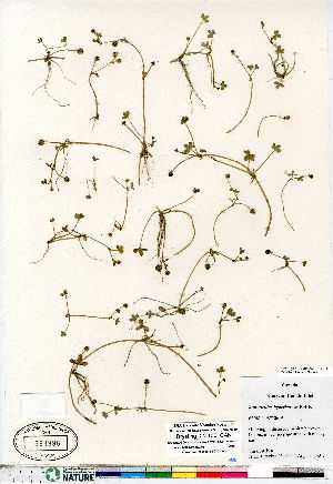 (Ranunculus hyperboreus - Brysting_01-100_CAN)  @11 [ ] Copyright (2011) Canadian Museum of Nature Canadian Museum of Nature