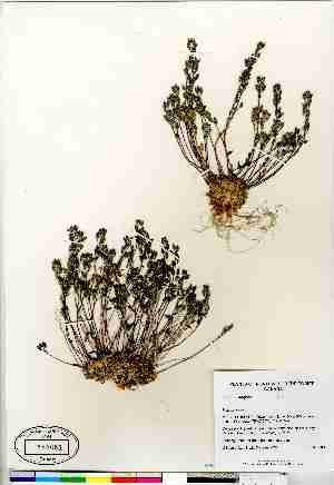  (Draba oblongata - Gillespie_6926)  @11 [ ] Copyright  Canadian Museum of Nature Unspecified