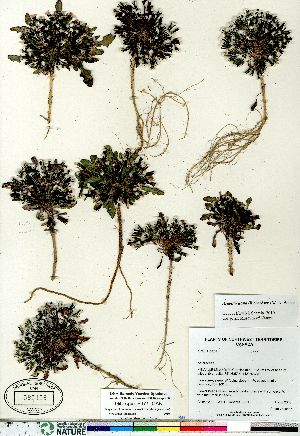  (Askellia pygmaea - Gillespie_6971_CAN)  @13 [ ] Copyright (2011) Canadian Museum of Nature Canadian Museum of Nature