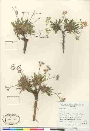  (Parrya arctica - Gillespie_6958)  @11 [ ] Copyright  Canadian Museum of Nature Unspecified