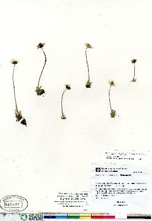  ( - Dignard_98-509_CAN)  @11 [ ] Copyright (2011) Canadian Museum of Nature Canadian Museum of Nature